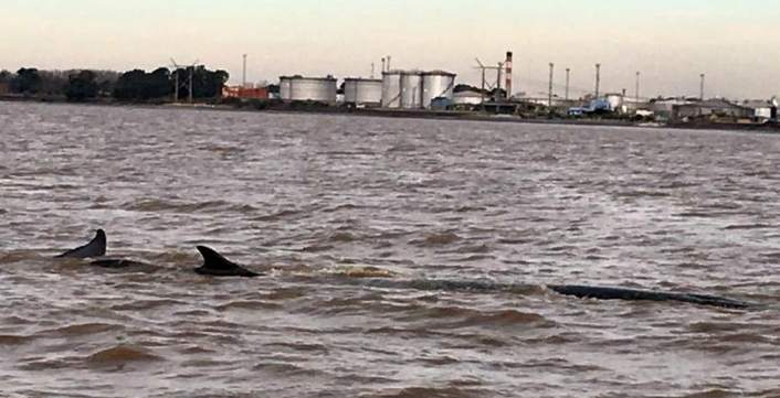 ballena varada en Dock Sud