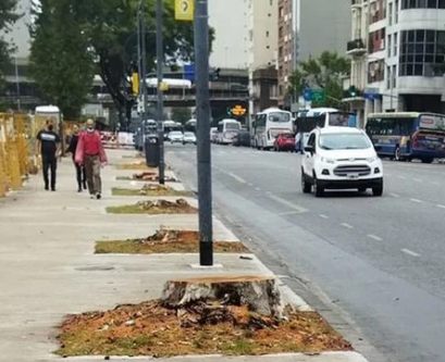 tala de arboles en San Telmo