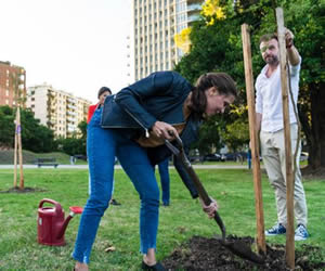 Plantan arboles en Plaza Virginia Bolten