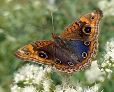 Mariposas