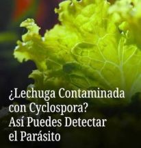 Lechuga